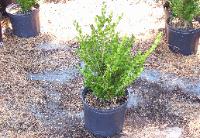 Ilex Wintergreen Boxwood 3 gal