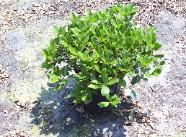 Raphiolepis Alba Hawthorn 3 gal